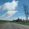 Tree before Lewiston Road