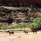 Wild Horses, Canyon de Chelly