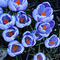 Crocus