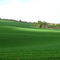 Green Spring Field