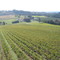 Williamette Valley Vineyard