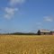 Soybean field and Barns