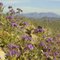 Ajo Mountains in Organ Pipe National Monument. Scorpionweed in foreground