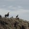 Big Horn Sheep along highway to Ajo