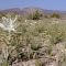 Ajo lilies, Batamote shield volcano in background