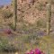 Strawberry hedgehog cactus, Little Ajo Mountains