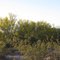 Mesquite Grove at Ajo Mine