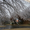 Ice Storm 2006