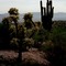 Saguaro cactus