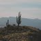 Hazy Cactus