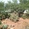 Remains of Gila Pueblo