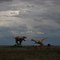 Route 66 Dinosaurs