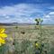 Arizona Wild Flowers