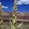 Arizona Wild Flowers