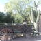 Giant Arizona Saguaro Cactus