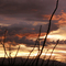 ocotillo