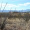 Tombstone Az