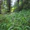 Swordfern forest, Bearwoods