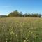 Field