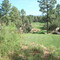 Chaparral Pines