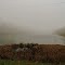 Noble Lake Fog