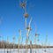 Swamp Nests