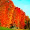 Fall Foliage North of Phillips