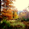 Automne in Forest