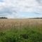 NY State Wheat