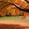 Autumn tree