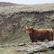 Feral Cow