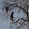 Eagles of the Reservation