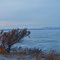 Across frozen American Falls Reservoir (view to north)
