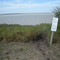 Alligator tracks at Laguna Atascosa NWR