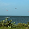 Holly Beach