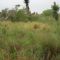 Site 15 #1