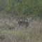 DEER AT L.A.W.R.