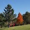 Hines Park showing some fall color