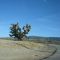 Joshua Tree