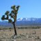 Yucca Brevifolia (Joshua Tree)