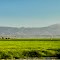 Agriculture field in the Mojave Desert