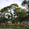 Pine Trees, Oakland Park Florida