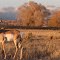 Antelope fall migration in Green River Basin, WY