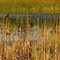 Red-Winged Blackbird, Sherburne National Wildlife Refuge, Sherburne County, Minnesota