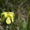 Pitcher Plant