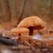 Winter Mushrooms