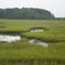 Salt Marsh at Chesapeake Bay