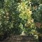 Path of Grapes