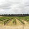 Sylvester Winery vineyards