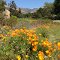 Santa Barbara Botanical Garden in Spring